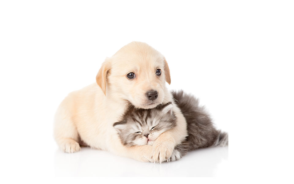 ΚΤΗΝΙΑΤΡΙΚΑ